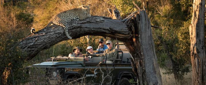 Leopard Pirschfahrt Südafrika Mala Mala Private Game Reserve