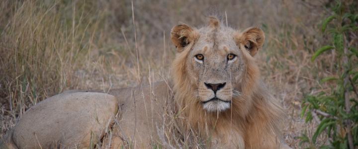 Löwe Tsavo