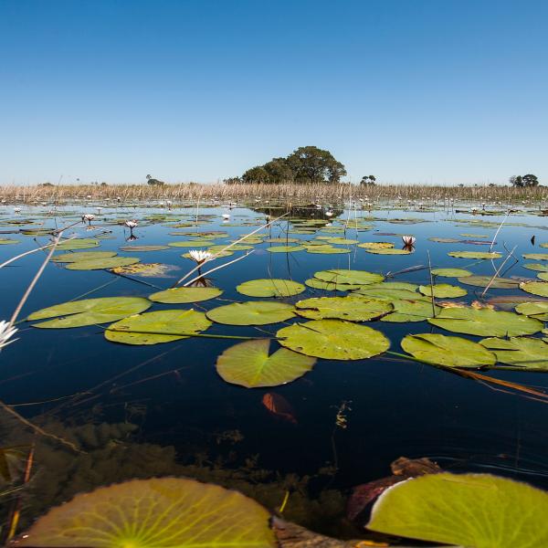 Botswana Seerosen Fluss-Kreuzfahrt