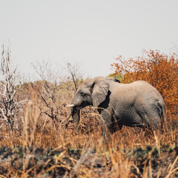 Musekese Camp - Elefant