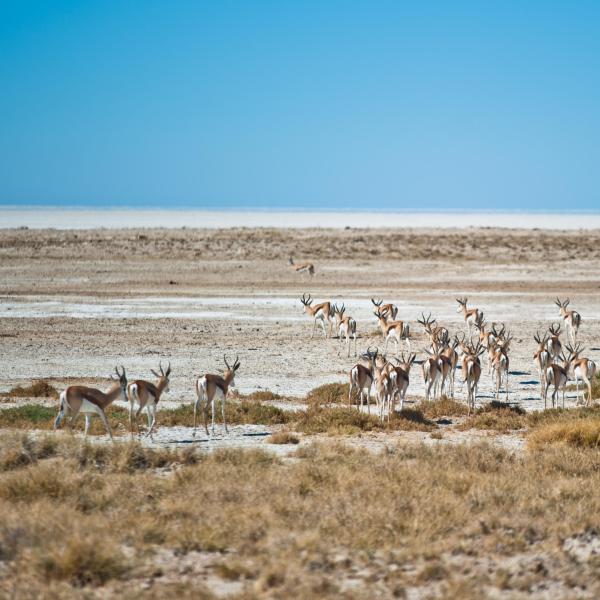 Etosha King Nehale - Etosha Pfanne