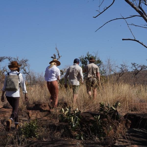 Honeyguide Mantobeni Camp - Bushwalk