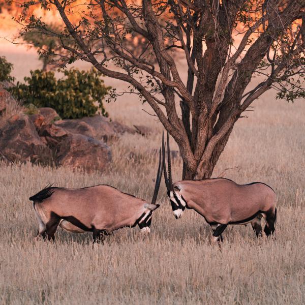 Ohorongo Private Game Reserve - Oryx