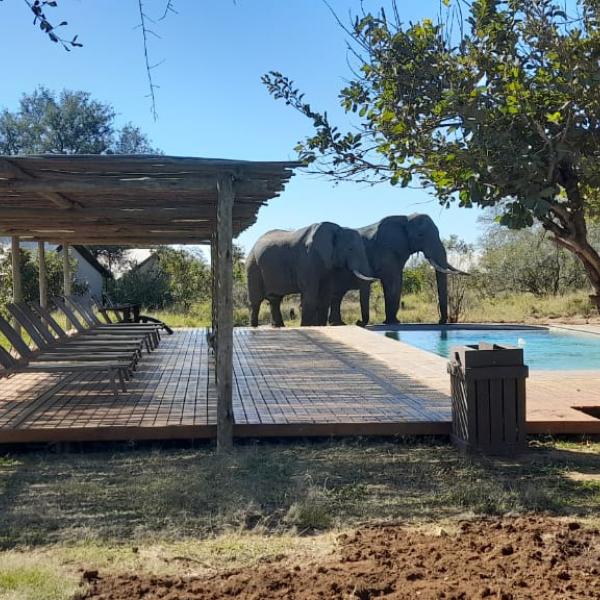 Honeyguide Khoka Moya Camp - Elefant am Pool