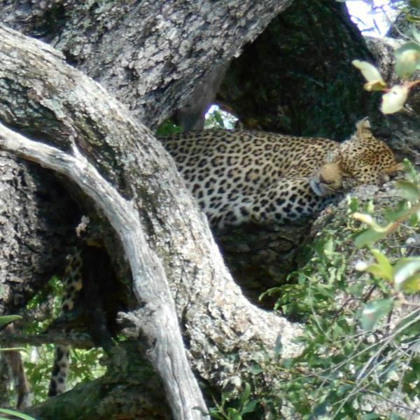 Honeyguide Khoka Moya Camp - Leopard