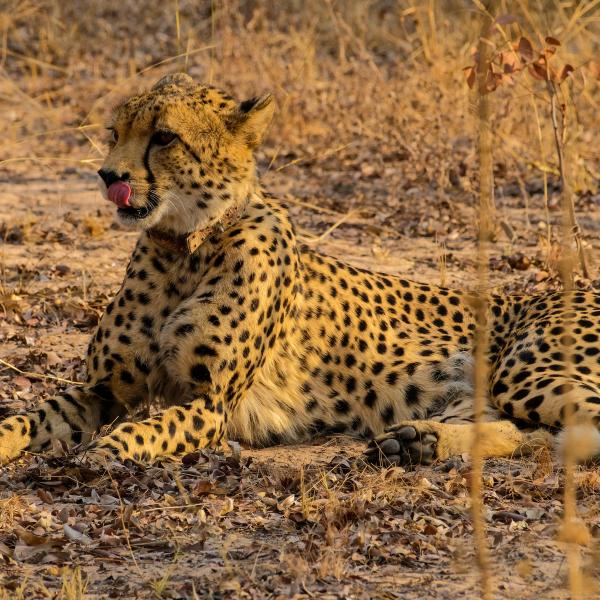 Honeyguide Ranger Camp - Gepard