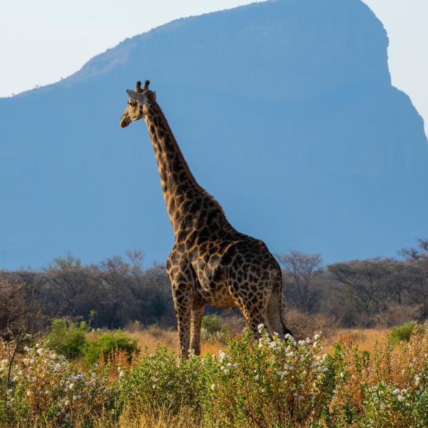 Honeyguide Ranger Camp - Safari