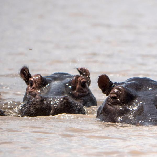 Hippos Selous