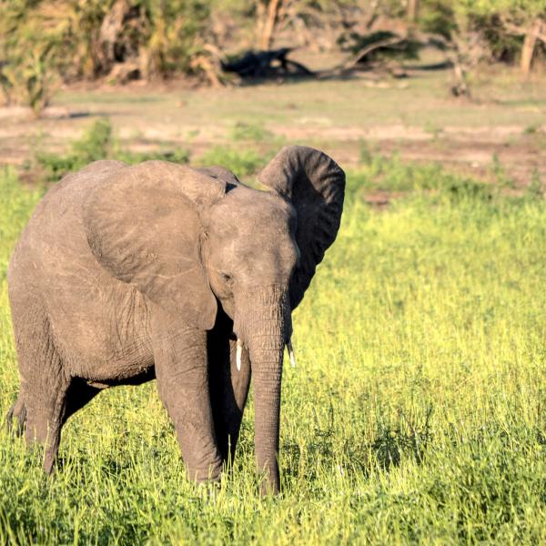 Elefant Selous Tansani