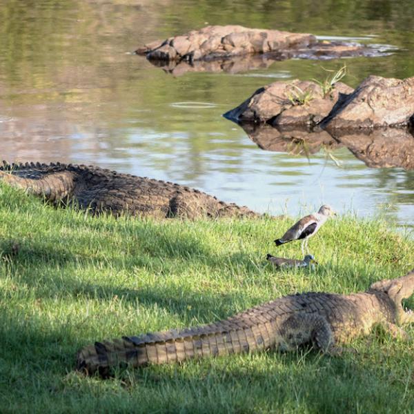 Krokodile Ruaha