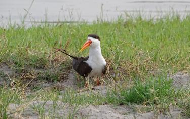 Botswana Chobe Nationalpark Scherenschnabel Vogel